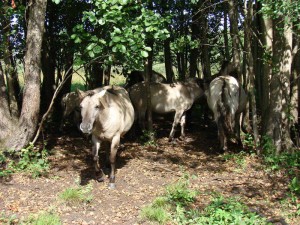 Foto: I. Vilšķērste