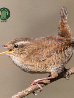 Putnu audio apmācības 1.daļa (ar priekšzināšanām)