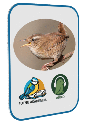 Putnu AUDIO apmācības 1.daļa (ar priekšzināšanām)