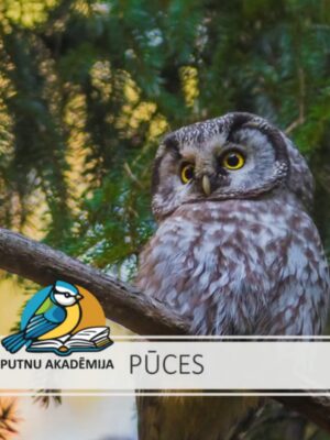 Latvijas pūces (video lekcijas)