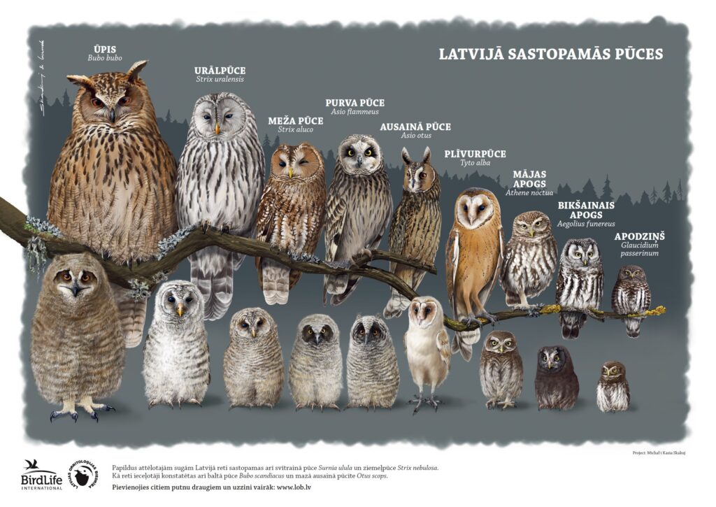 Plakats_Latvija_sastopamas_puces_A2 Plakāts "Latvijā sastopamās pūces" ar mazuļiem A2 formātā